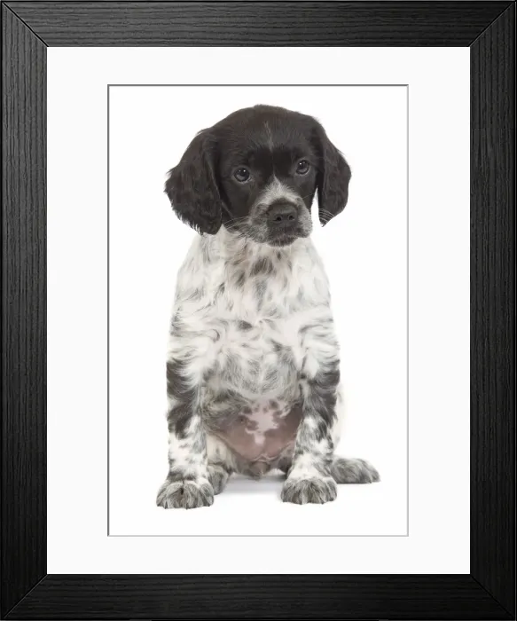 Framed Print : Dog - Brittany / Epagneul Breton puppy in studio Framed Print : Dog - Brittany / Epagneul Breton puppy in studio