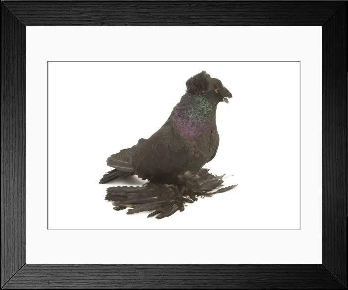 Framed Print : Fancy Pigeon Breed - German Trumpeter in studio Framed Print : Fancy Pigeon Breed - German Trumpeter in studio