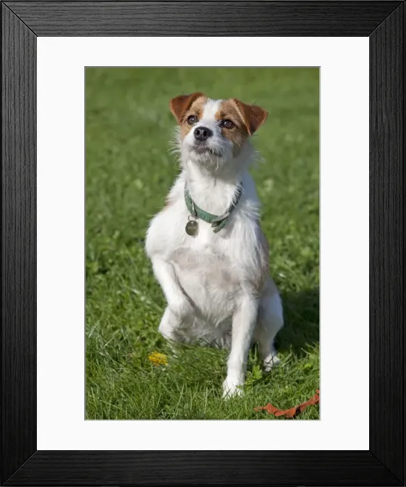 Framed Print : Dog - Brown and White Terrier - sitting in field holding up paw - Waterloo Kennels - Stoke Orchard - Cheltenham - UK Framed Print : Dog - Brown and White Terrier - sitting in field holding up paw - Waterloo Kennels - Stoke Orchard - Cheltenham - UK