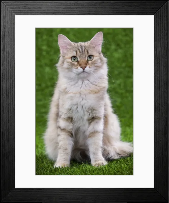 Framed Print : Siberian Cat - Black Tortoiseshell Mackerel tabby Framed Print : Siberian Cat - Black Tortoiseshell Mackerel tabby