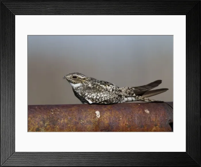 Framed Print : Common Nighthawk - at day roost - Southern Wyoming - July - USA Framed Print : Common Nighthawk - at day roost - Southern Wyoming - July - USA