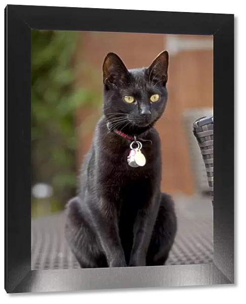 Black Cat - sitting outside - Cheltenham - UK