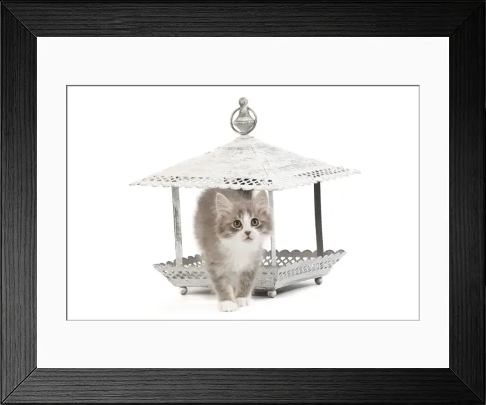 Framed Print : Cat - kitten in ornamental bird feeder in studio Framed Print : Cat - kitten in ornamental bird feeder in studio