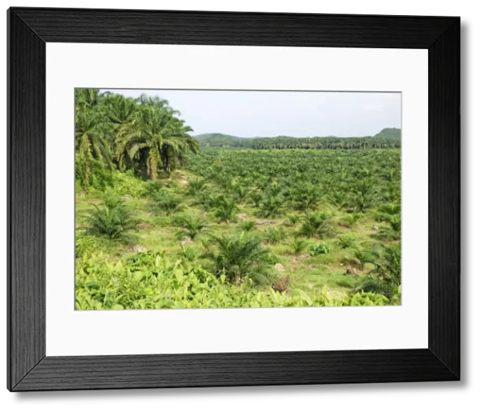 Framed Print : Oilpalm Plantation, Sabah, Borneo, East Malaysia Framed Print : Oilpalm Plantation, Sabah, Borneo, East Malaysia