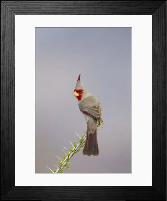 Framed Print : Pyrrhuloxia - male - distribution: southwestern United States and northern Mexico - March in Arizona - USA
