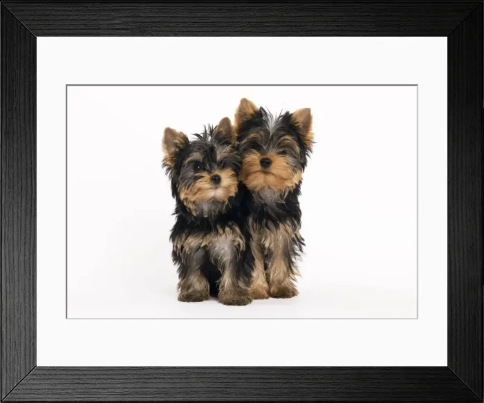 Framed Print : Yorkshire Terrier Dog
