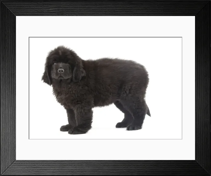 Framed Print : Dog - Newfoundland puppy in studio Framed Print : Dog - Newfoundland puppy in studio