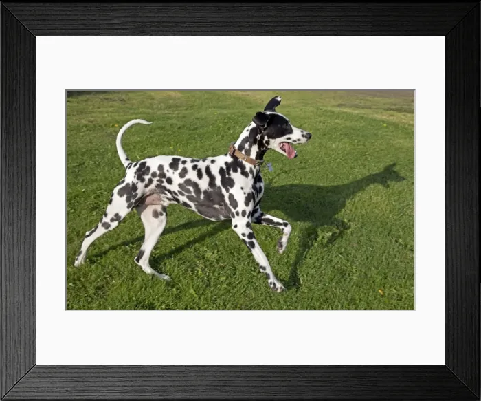 Framed Print : Spotted Black & White Dalmation - running - Waterloo Kennels - Cheltenham - UK Framed Print : Spotted Black & White Dalmation - running - Waterloo Kennels - Cheltenham - UK