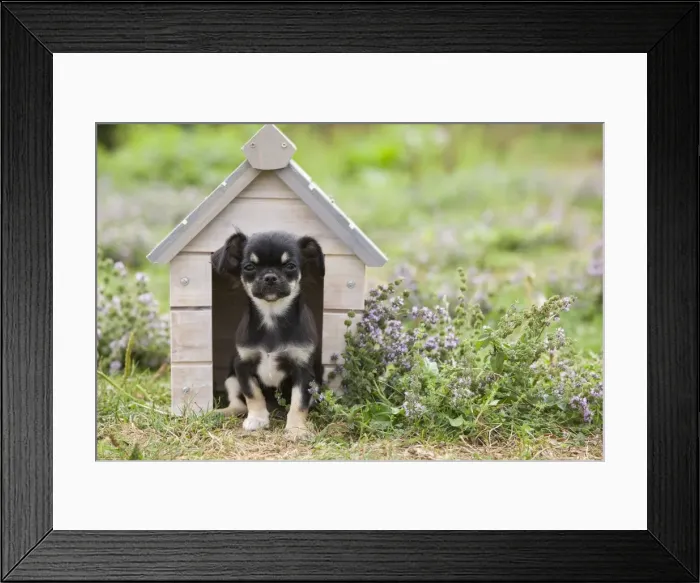 Framed Print : Dog - Chichuahua - 8 week old puppy Framed Print : Dog - Chichuahua - 8 week old puppy