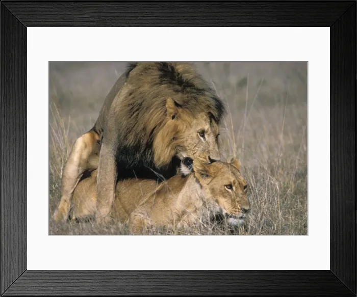 Framed Print : Lions - mating - Nairobi National Park - Kenya Framed Print : Lions - mating - Nairobi National Park - Kenya