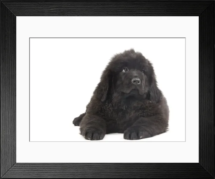 Framed Print : Dog - Newfoundland puppy in studio Framed Print : Dog - Newfoundland puppy in studio