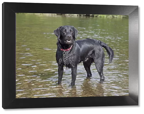 Dog - Black Labrador - wet - standing in River Wye - Hoarwithy - Herefordshire - UK