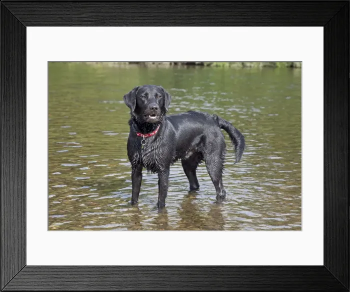 Framed Print : Dog - Black Labrador - wet - standing in River Wye - Hoarwithy - Herefordshire - UK Framed Print : Dog - Black Labrador - wet - standing in River Wye - Hoarwithy - Herefordshire - UK