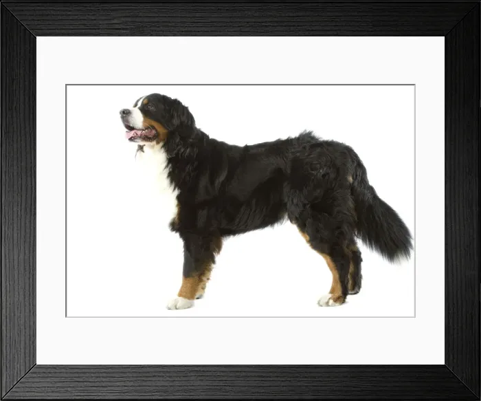Framed Print : Bernese Mountain Dog - in studio Framed Print : Bernese Mountain Dog - in studio