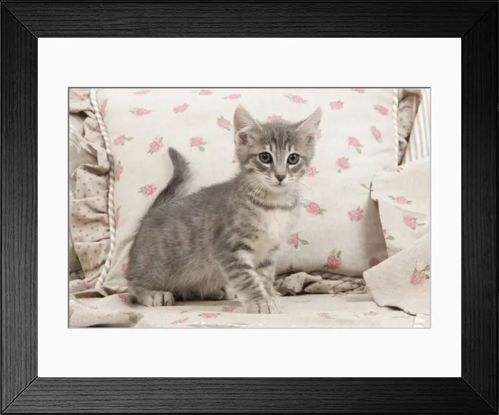 Framed Print : Cat - kitten with pink flowery cushions Framed Print : Cat - kitten with pink flowery cushions