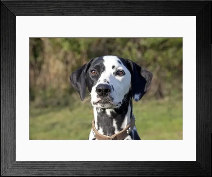 Framed Print : Dog - Spotted Black & White Dalmation - close-up of head - Waterloo Kennels - Cheltenham - UK Framed Print : Dog - Spotted Black & White Dalmation - close-up of head - Waterloo Kennels - Cheltenham - UK