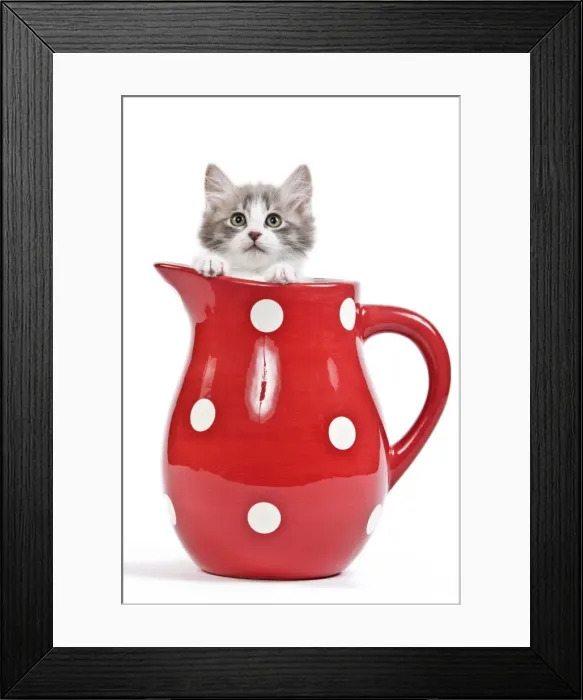 Framed Print : Cat - kitten in red jug Framed Print : Cat - kitten in red jug