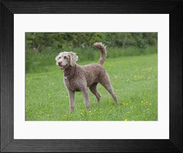 Framed Print : Dog - Labradoodle Retreiver Poodle cross - in meadow - Waterloo Kennels - Stoke Orchard - Cheltenham - UK Framed Print : Dog - Labradoodle Retreiver Poodle cross - in meadow - Waterloo Kennels - Stoke Orchard - Cheltenham - UK