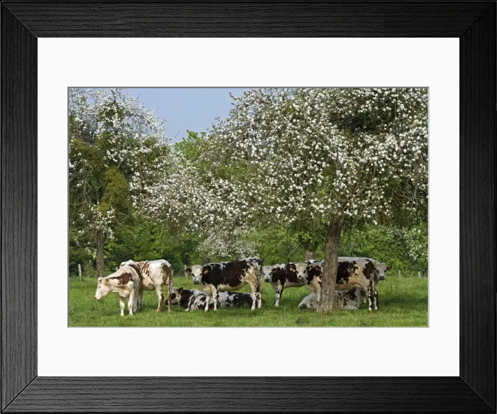 Framed Print : Cattle - Normande Breed - herd of cows under trees covered in blossom. France Framed Print : Cattle - Normande Breed - herd of cows under trees covered in blossom. France