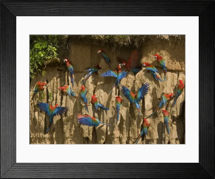 Framed Print : Scarlet Macaw - flock at clay lick. Manu National Park - Peru Framed Print : Scarlet Macaw - flock at clay lick. Manu National Park - Peru