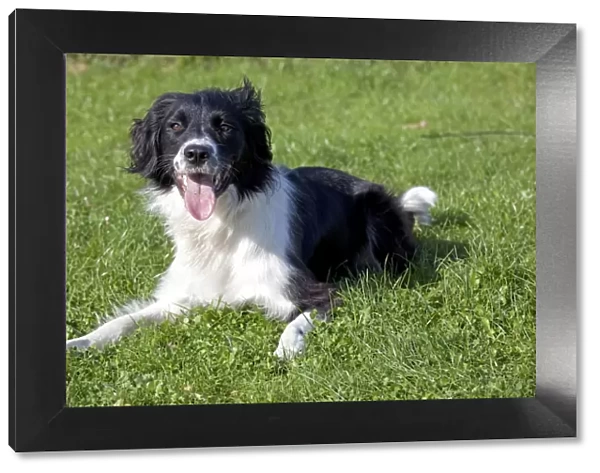 Dog - Collie Spaniel cross - lying down - Waterloo Kennels - Stoke Orchard - Cheltenham - UK