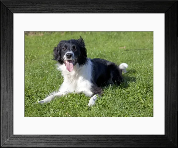 Framed Print : Dog - Collie Spaniel cross - lying down - Waterloo Kennels - Stoke Orchard - Cheltenham - UK Framed Print : Dog - Collie Spaniel cross - lying down - Waterloo Kennels - Stoke Orchard - Cheltenham - UK