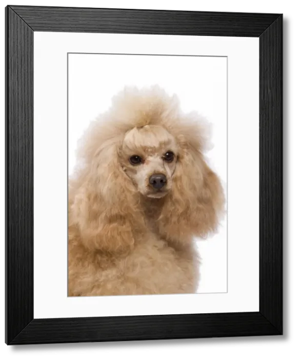 Framed Print : Dog - Apricot Miniature Poodle Framed Print : Dog - Apricot Miniature Poodle