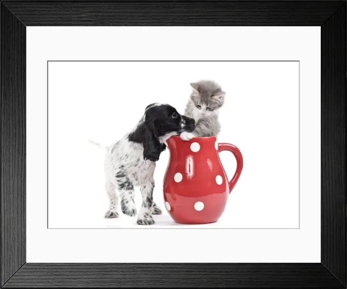 Framed Print : Cat - kitten in red jug with English Cocker Spaniel in studio Framed Print : Cat - kitten in red jug with English Cocker Spaniel in studio