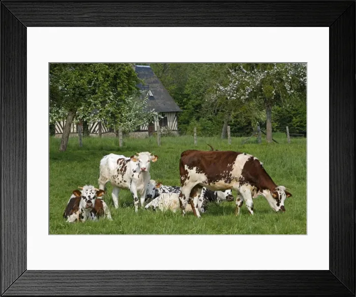 Framed Print : Cattle - Normande Breed - cows in field with cottage behind. France Framed Print : Cattle - Normande Breed - cows in field with cottage behind. France