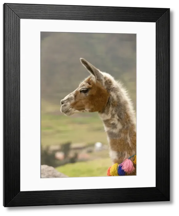 Framed Print : Llama. Cuzco - Peru Framed Print : Llama. Cuzco - Peru