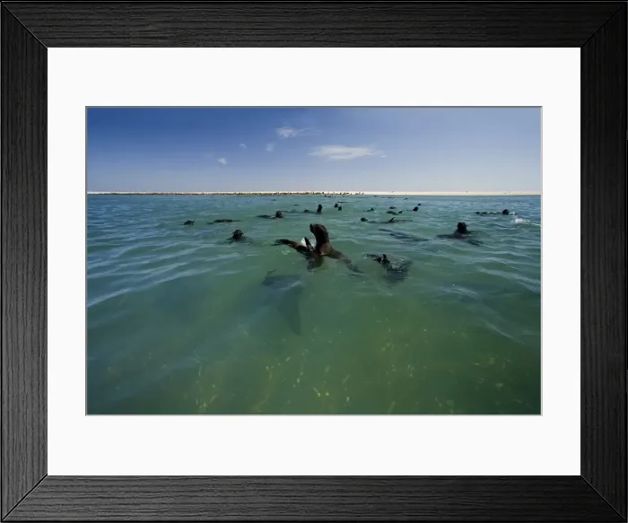 Framed Print : Cape Fur Seals - seal colony shown with members in the water and on the beach - Atltanic Ocean - Namibia - Africa Framed Print : Cape Fur Seals - seal colony shown with members in the water and on the beach - Atltanic Ocean - Namibia - Africa