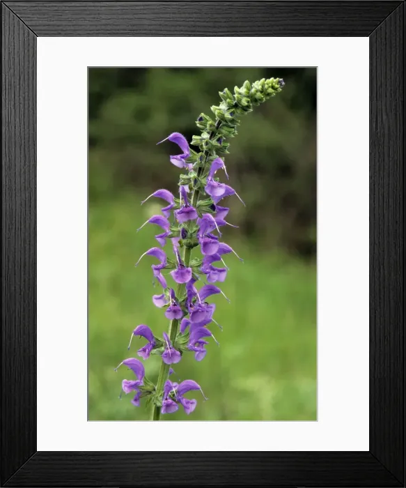 Framed Print : Common sage Framed Print : Common sage
