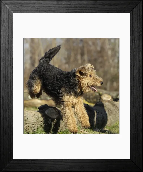 Framed Print : Welsh Terrier Framed Print : Welsh Terrier
