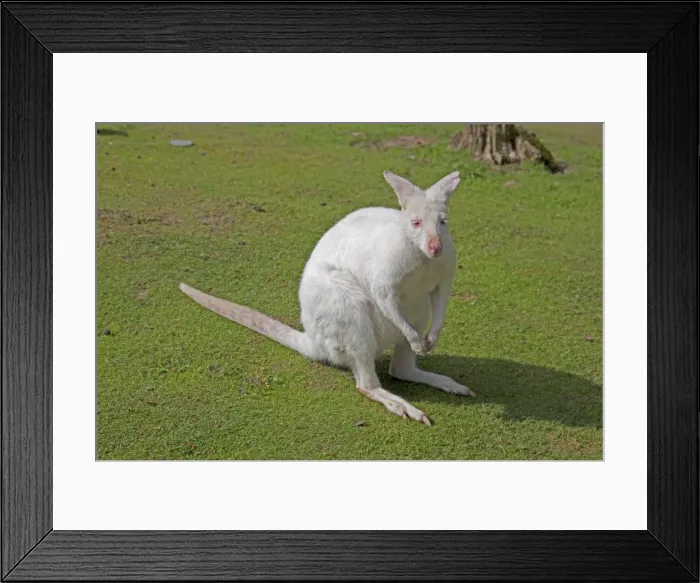 Framed Print : Red Necked Wallaby - Albino - Wildlife Park - Combe Martin - Devon - UK Framed Print : Red Necked Wallaby - Albino - Wildlife Park - Combe Martin - Devon - UK
