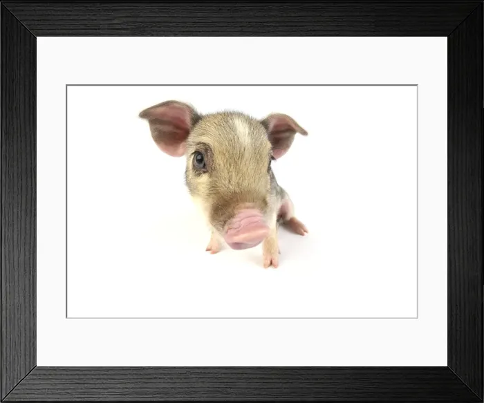 Framed Print : Pig. Wildboar piglet on white background Framed Print : Pig. Wildboar piglet on white background