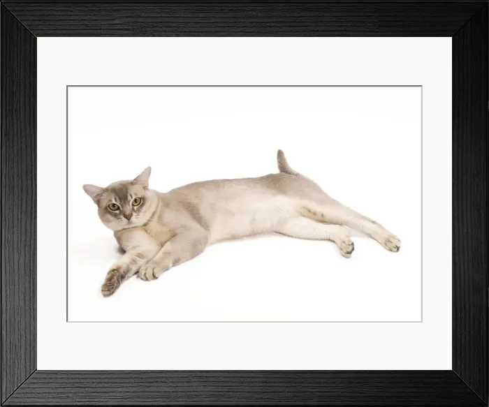 Framed Print : Burmilla Cat - in studio Framed Print : Burmilla Cat - in studio