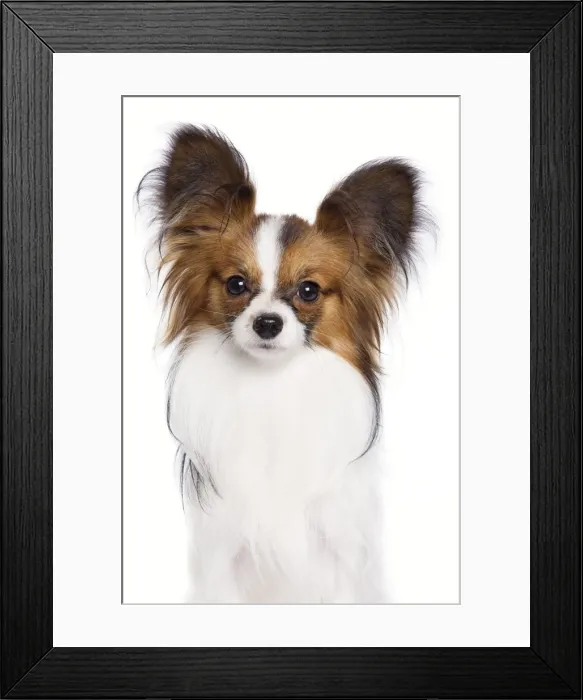 Framed Print : Dog - Papillon Framed Print : Dog - Papillon