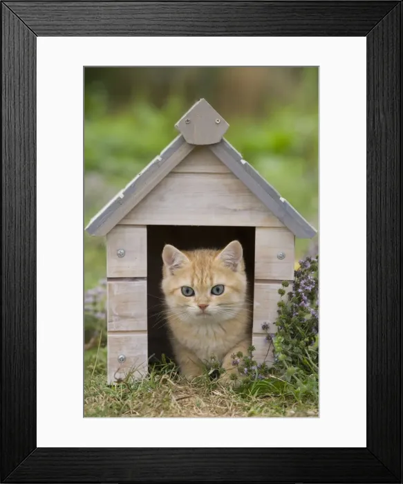 Framed Print : Cat - British Shorthair kitten - 8 weeks old Framed Print : Cat - British Shorthair kitten - 8 weeks old