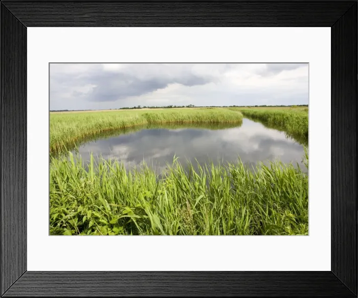 Framed Print : Quiet pool in reedbeds Hickling Broad Norfolk Wildlife Trust UK Framed Print : Quiet pool in reedbeds Hickling Broad Norfolk Wildlife Trust UK