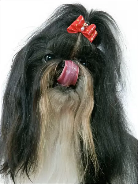 Dog - Shih-tzu  /  Chrysanthemum Dog - licking nose