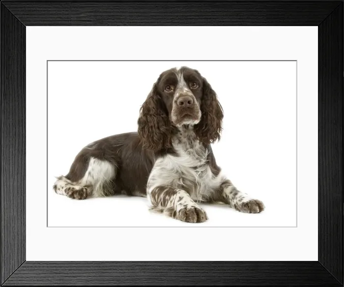 Framed Print : Dog - Springer Spaniel Framed Print : Dog - Springer Spaniel