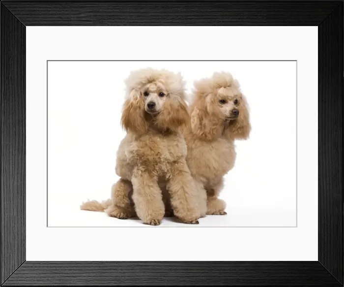 Framed Print : Dog - Apricot Miniature Poodle Framed Print : Dog - Apricot Miniature Poodle