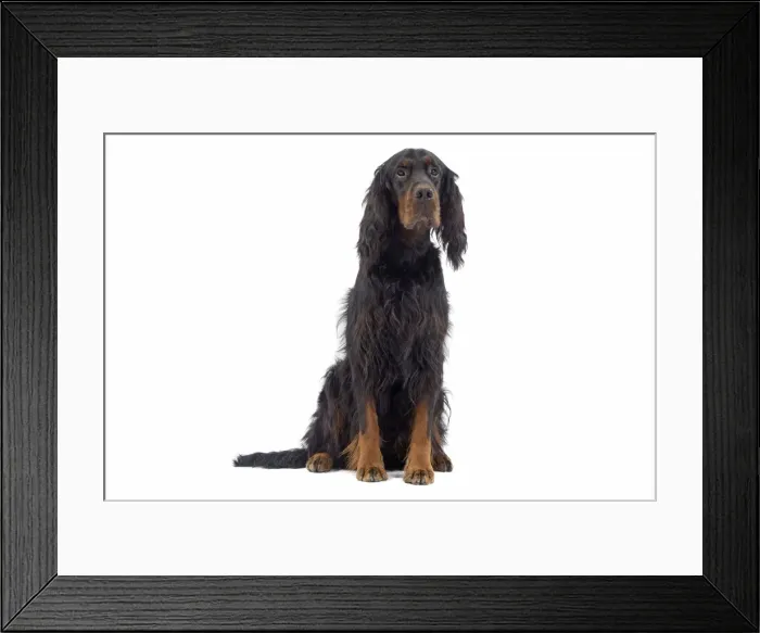 Framed Print : Dog - Gordon Setter sitting in studio Framed Print : Dog - Gordon Setter sitting in studio