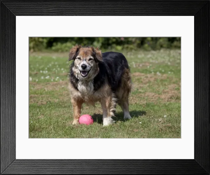 Framed Print : Dog - Elderly Brown Sheep Dog - with ball - Tara - UK Framed Print : Dog - Elderly Brown Sheep Dog - with ball - Tara - UK