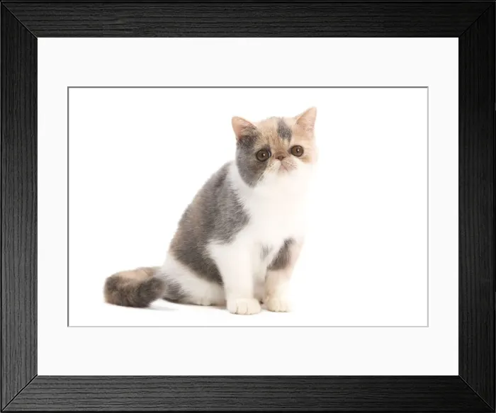 Framed Print : Cat - Exotic blue cream & white Framed Print : Cat - Exotic blue cream & white