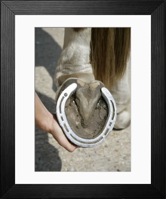 Framed Print : Horse. Underside of hoof Framed Print : Horse. Underside of hoof