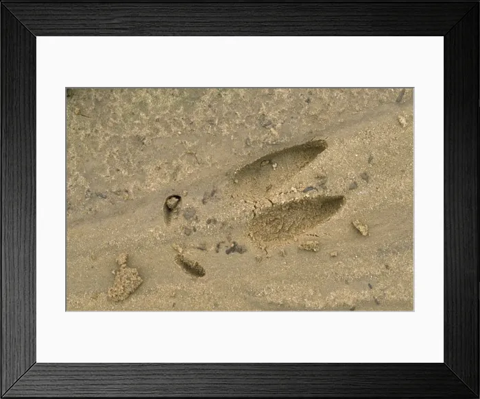 Framed Print : Roe Deer - foot-mark / track Framed Print : Roe Deer - foot-mark / track