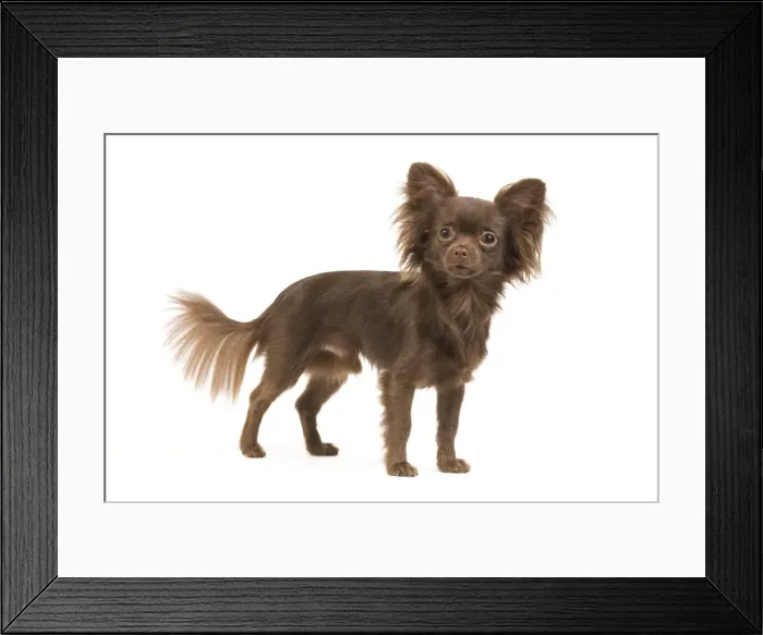 Framed Print : Dog - Long-haired Chihuahua in studio