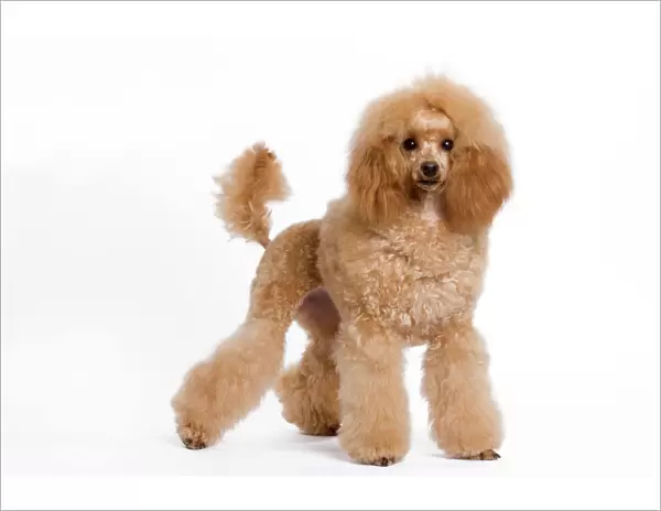 Dog - Standard  /  Moyen Poodle