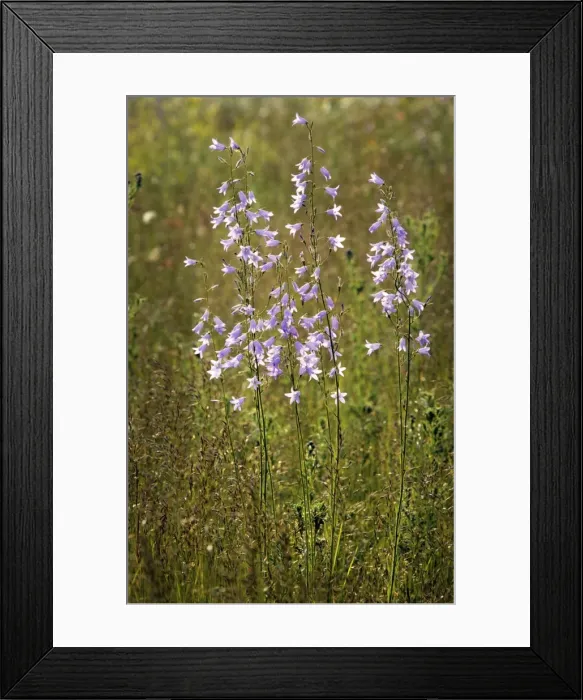 Framed Print : Rampion bellflower Framed Print : Rampion bellflower